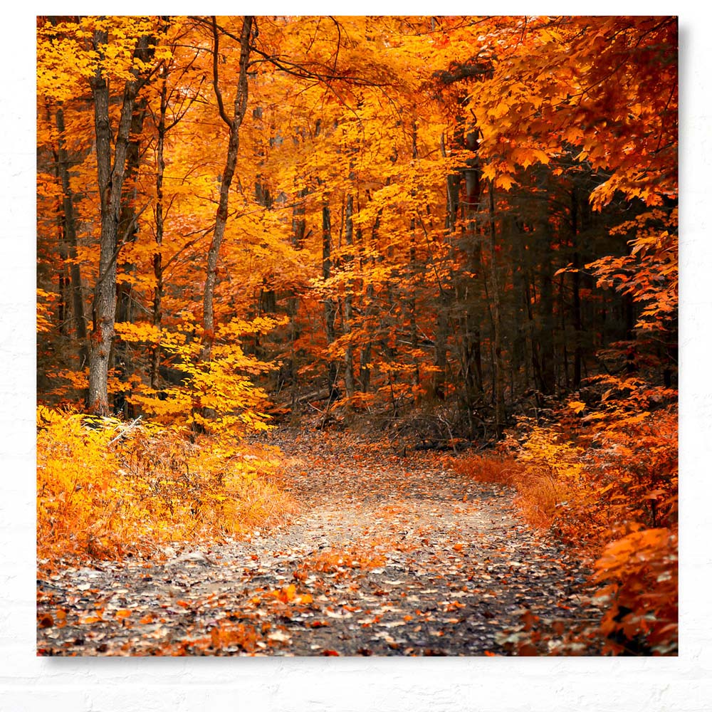 Poster 50x50cm Herbst Wanderung II Wald & Bäume
