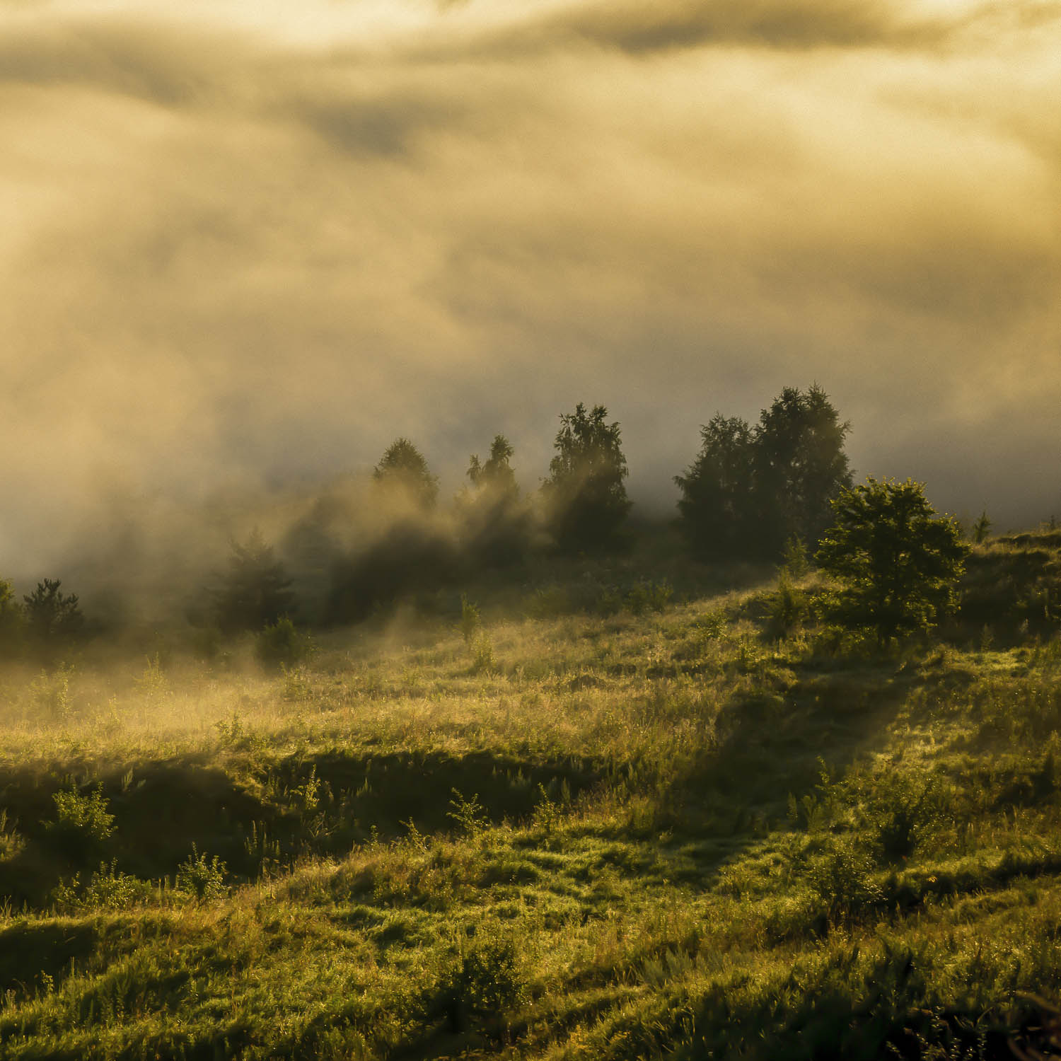 Wald Wiese Nebel am Morgen als Leinwand Bild 50x50cm