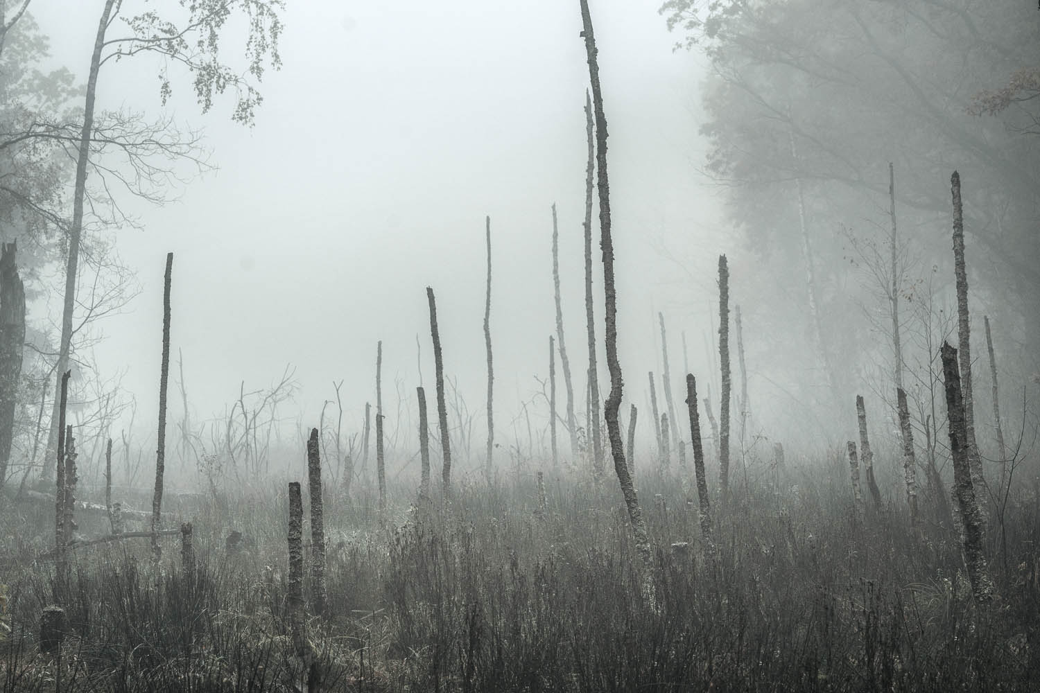 Wald Bäume Sumpfgebiet im weißen Bilderrahmen, 180x120cm