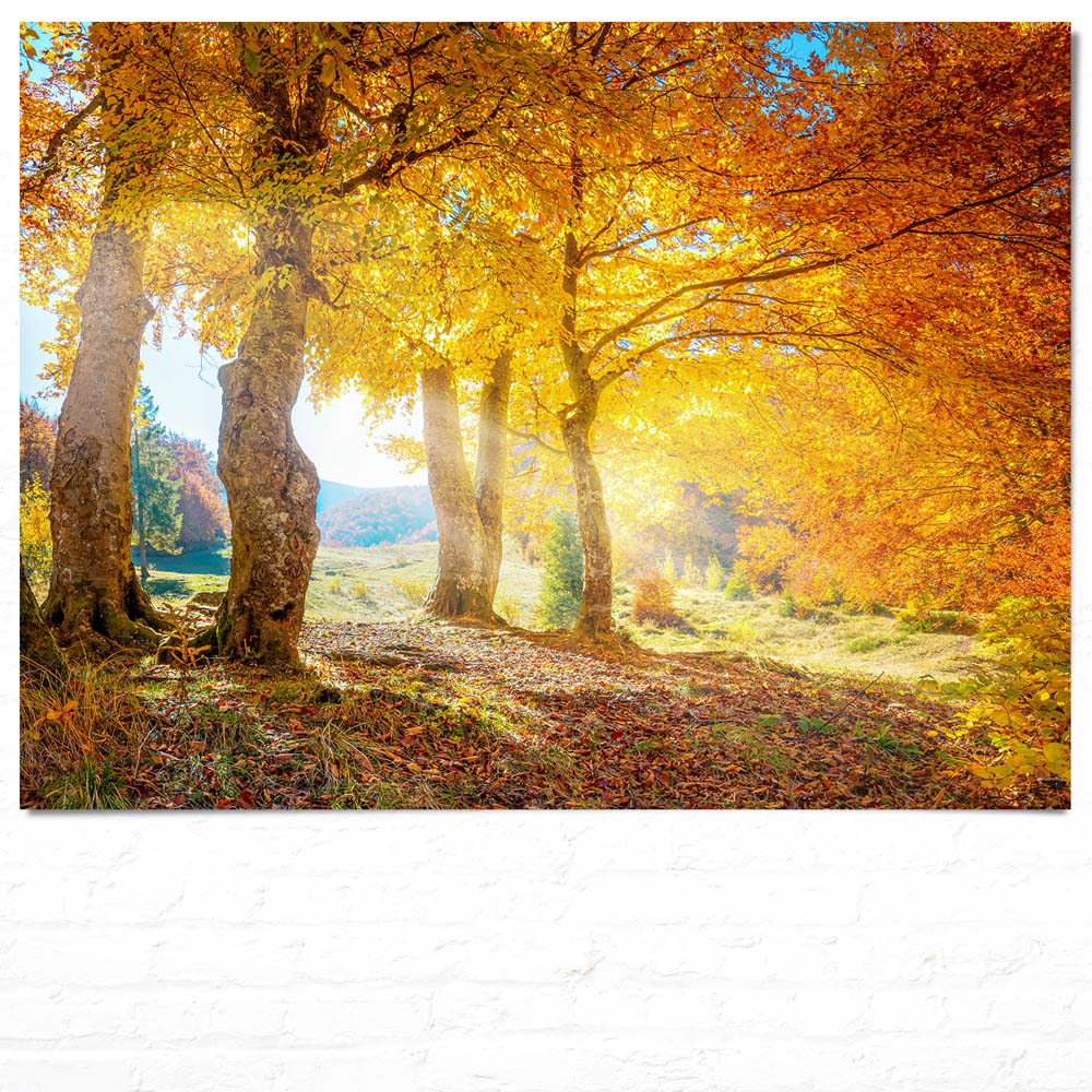 Poster Herbst Sonne Wald & Bäume, 100x75cm groß
